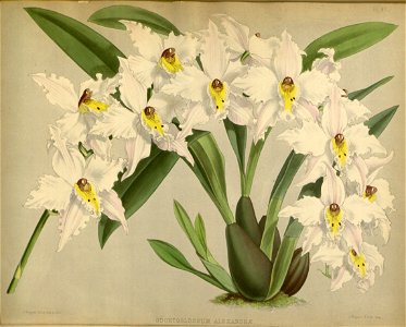 R. Warner & B.S. Williams - The Orchid Album - volume 01 - plate 047 (1882)