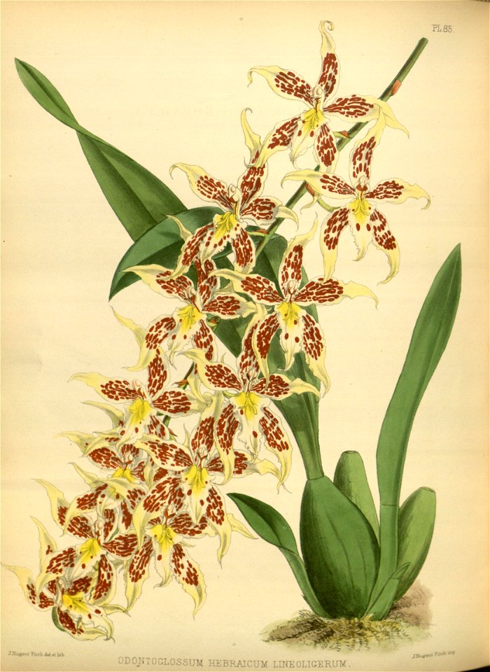 R. Warner & B.S. Williams - The Orchid Album - volume 02 - plate 085 (1883)