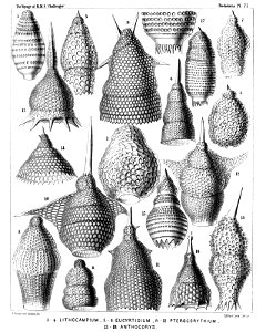 Radiolaria (Challenger) Plate 077