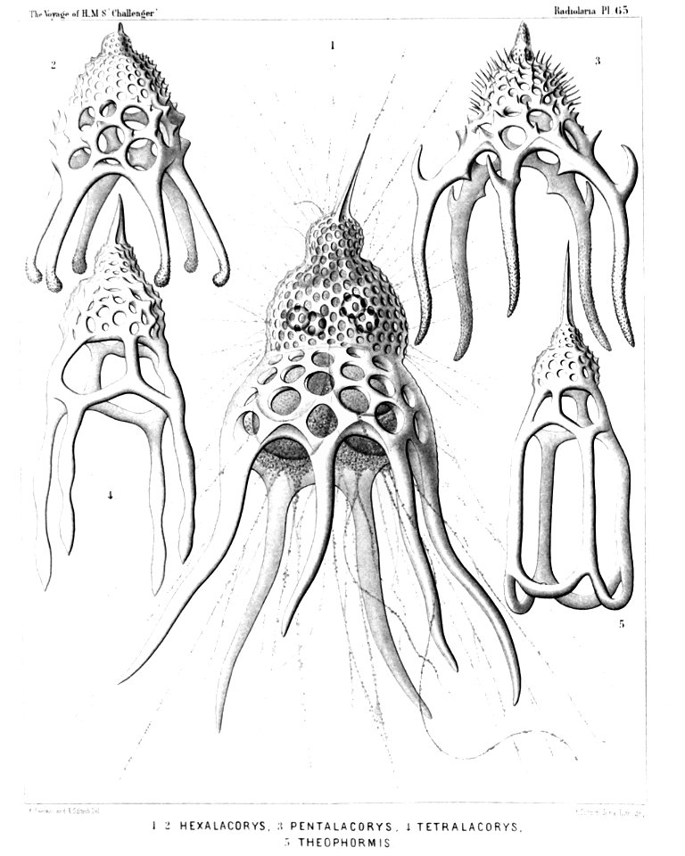 Radiolaria (Challenger) Plate 065