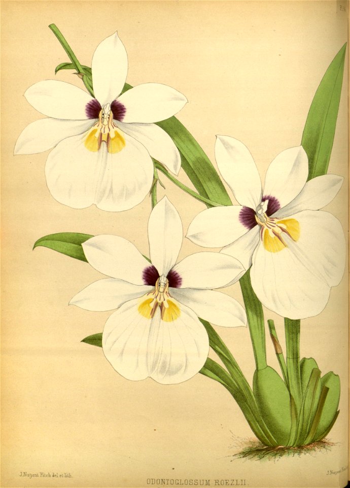 R. Warner & B.S. Williams - The Orchid Album - volume 02 - plate 064 (1883)