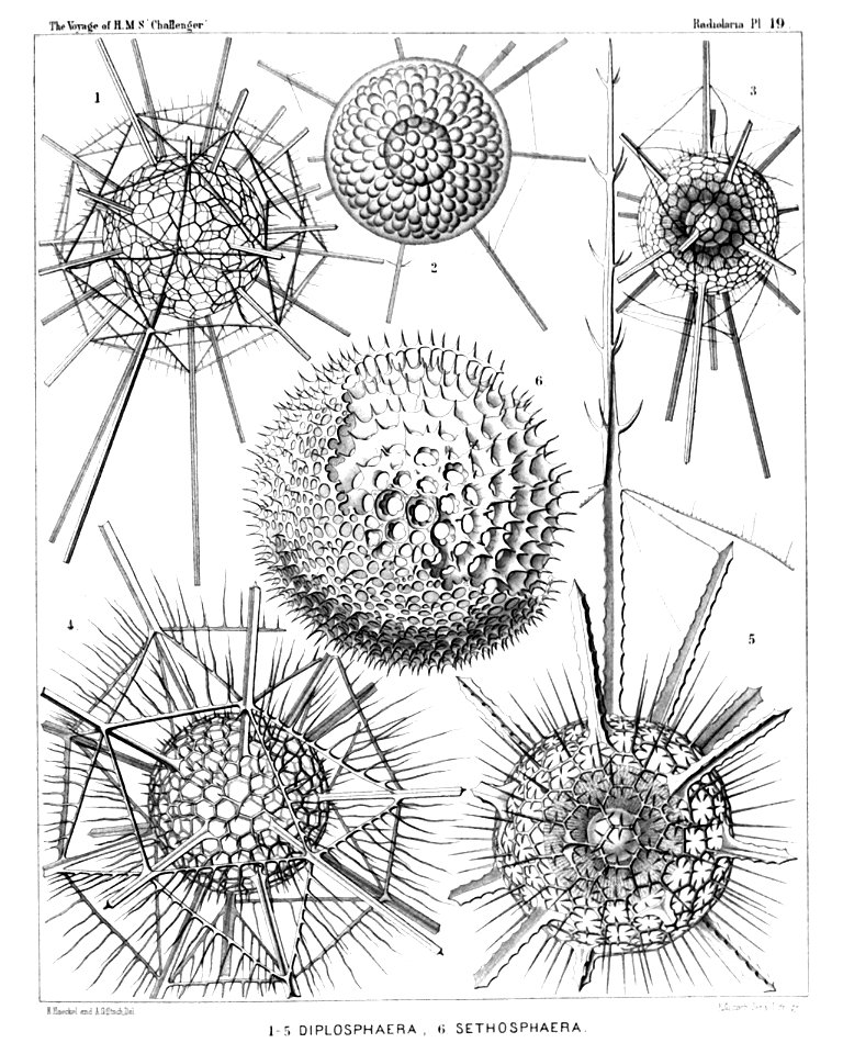 Radiolaria (Challenger) Plate 019