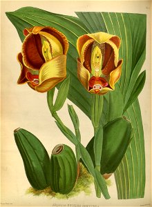 R. Warner & B.S. Williams - The Orchid Album - volume 01 - plate 019 (1882)