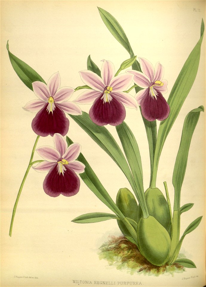 R. Warner & B.S. Williams - The Orchid Album - volume 02 - plate 072 (1883)