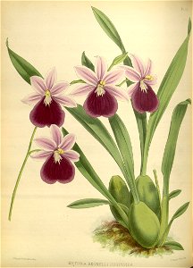 R. Warner & B.S. Williams - The Orchid Album - volume 02 - plate 072 (1883)