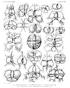 Radiolaria (Challenger) Plate 093