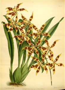 R. Warner & B.S. Williams - The Orchid Album - volume 02 - plate 090 (1883)