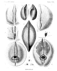 Radiolaria (Challenger) Plate 125