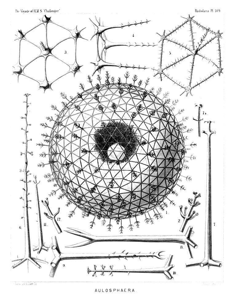 Radiolaria (Challenger) Plate 109