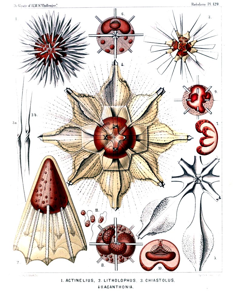 Radiolaria (Challenger) Plate 129