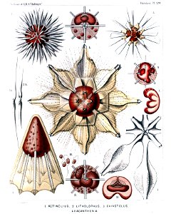 Radiolaria (Challenger) Plate 129