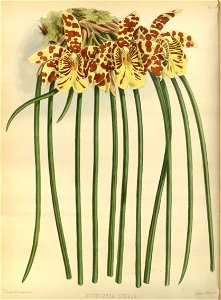R. Warner & B.S. Williams - The Orchid Album - volume 02 - plate 055 (1883)