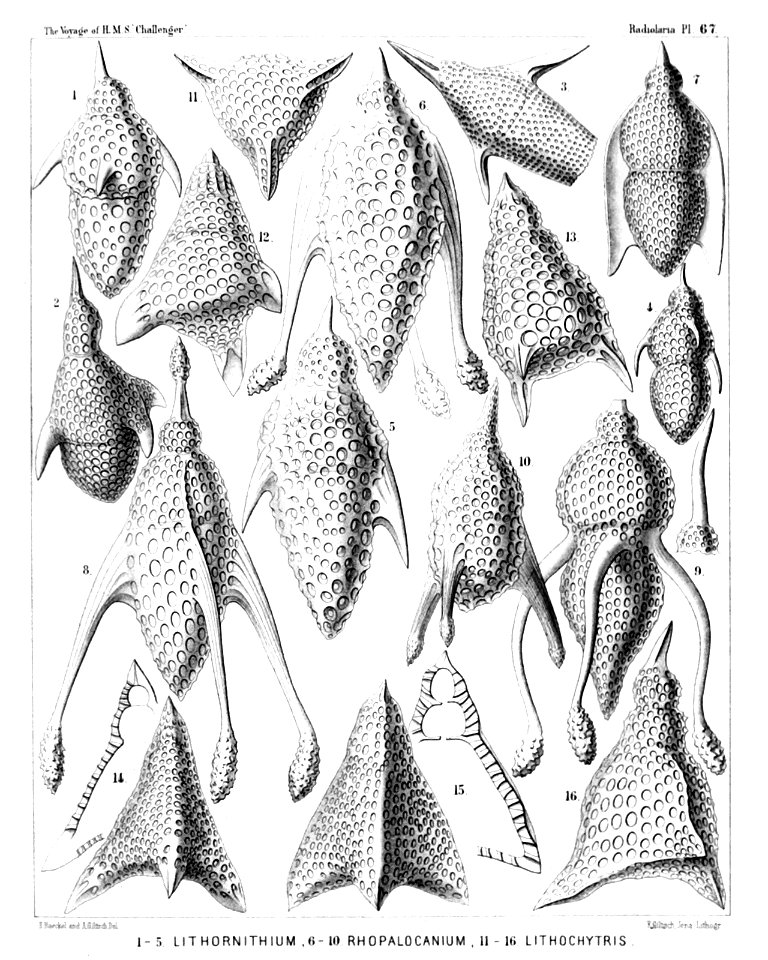 Radiolaria (Challenger) Plate 067