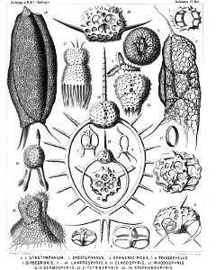 Radiolaria (Challenger) Plate 083