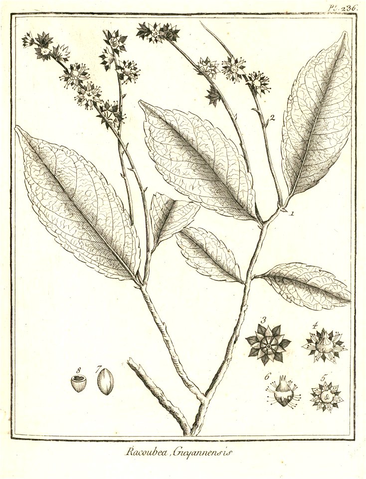 Racoubea guianensis Aublet 1775 pl 236