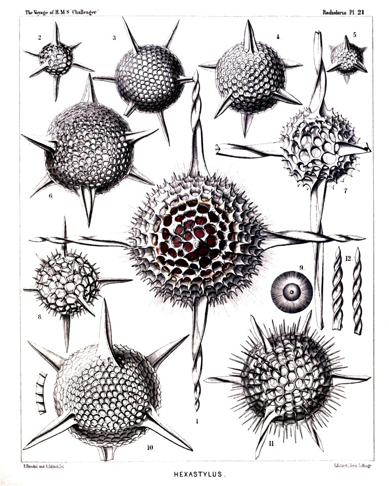 Radiolaria (Challenger) Plate 021