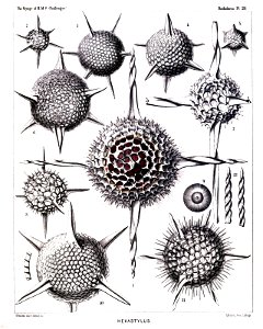 Radiolaria (Challenger) Plate 021