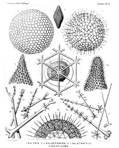 Radiolaria (Challenger) Plate 111