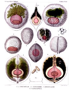 Radiolaria (Challenger) Plate 123