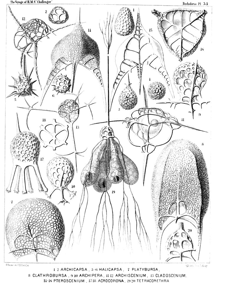 Radiolaria (Challenger) Plate 053