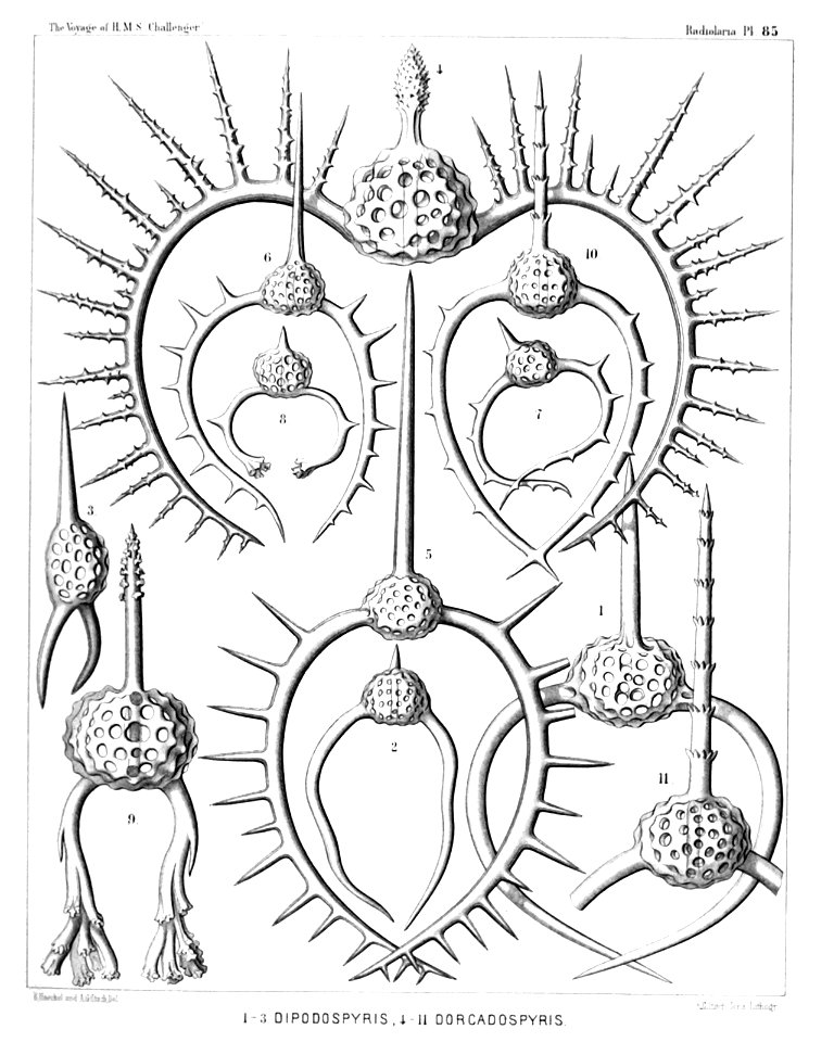 Radiolaria (Challenger) Plate 085