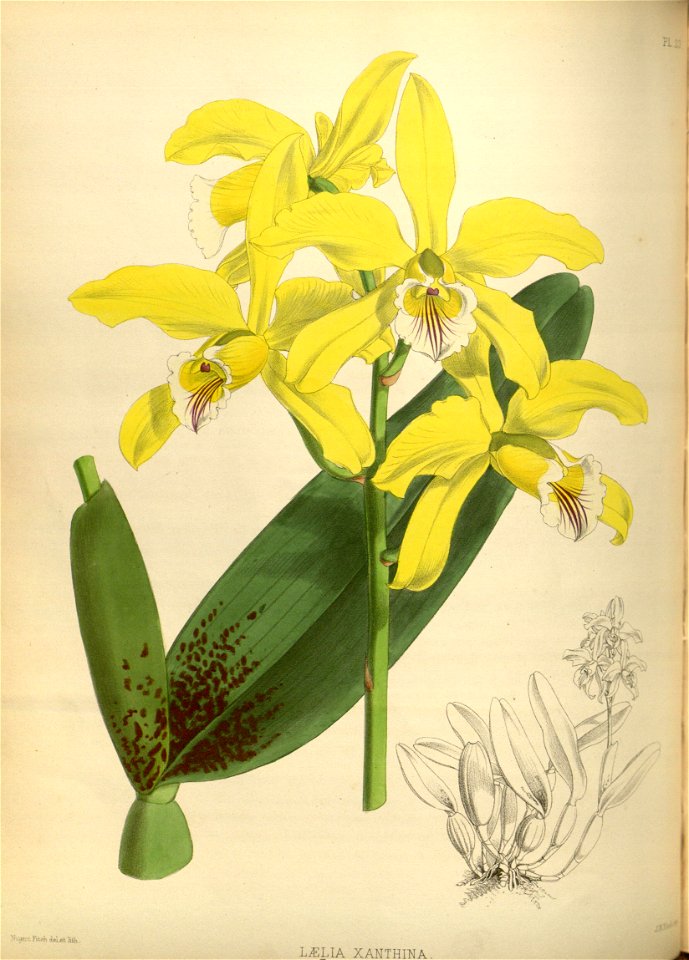 R. Warner & B.S. Williams - The Orchid Album - volume 01 - plate 023 (1882)