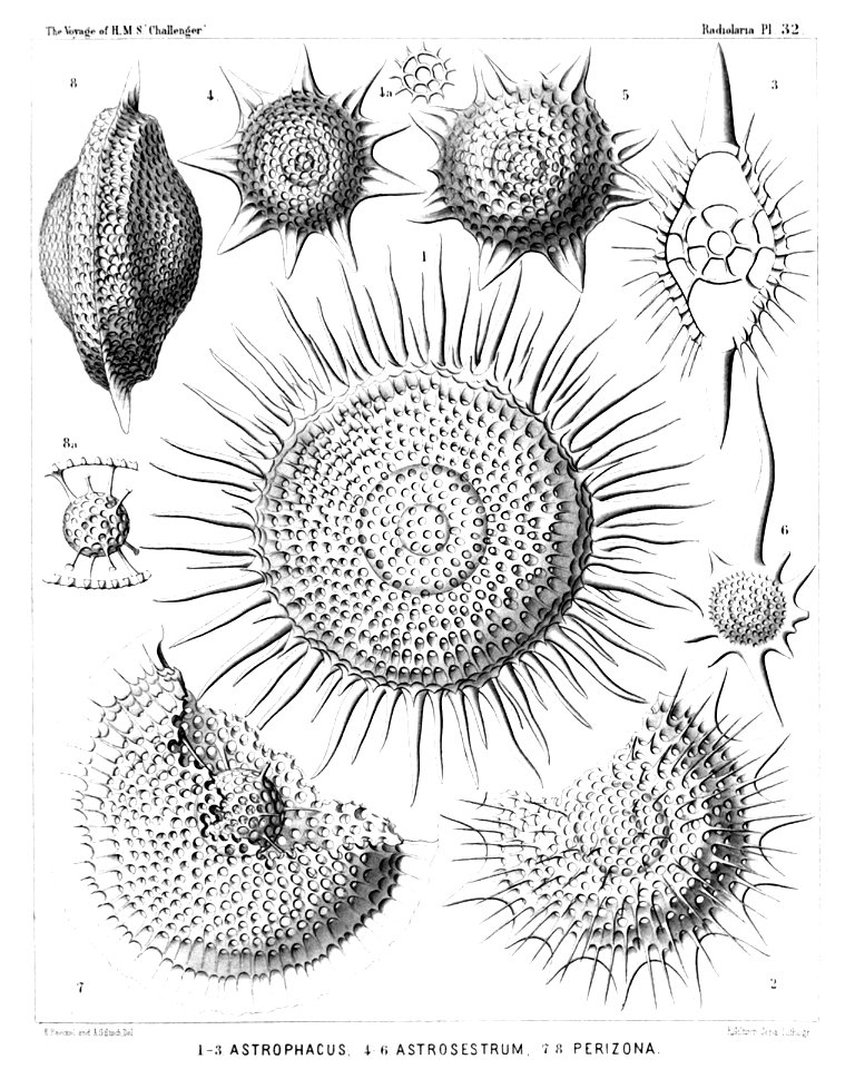 Radiolaria (Challenger) Plate 032