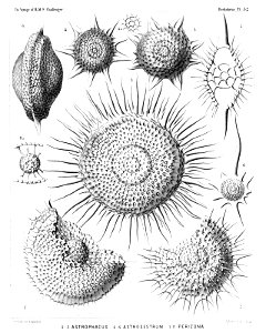 Radiolaria (Challenger) Plate 032