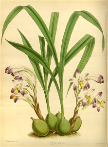 R. Warner & B.S. Williams - The Orchid Album - volume 02 - plate 051 (1883)