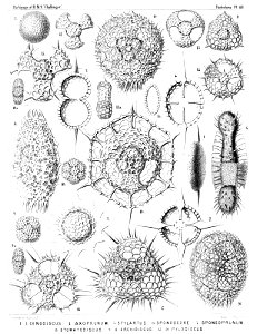Radiolaria (Challenger) Plate 048