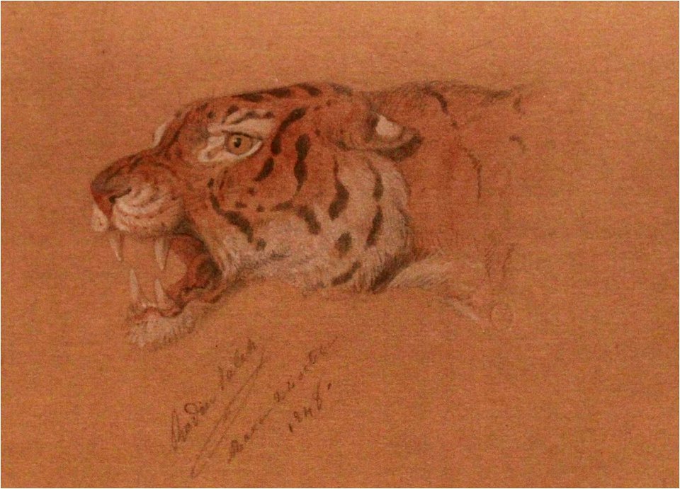 Raden Saleh - Study of tiger