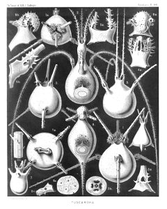 Radiolaria (Challenger) Plate 100