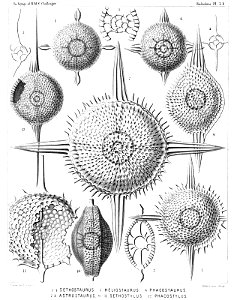Radiolaria (Challenger) Plate 031