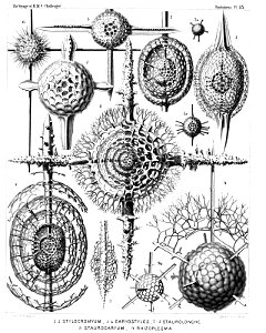 Radiolaria (Challenger) Plate 015