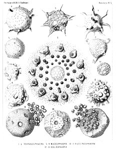 Radiolaria (Challenger) Plate 005