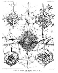 Radiolaria (Challenger) Plate 023