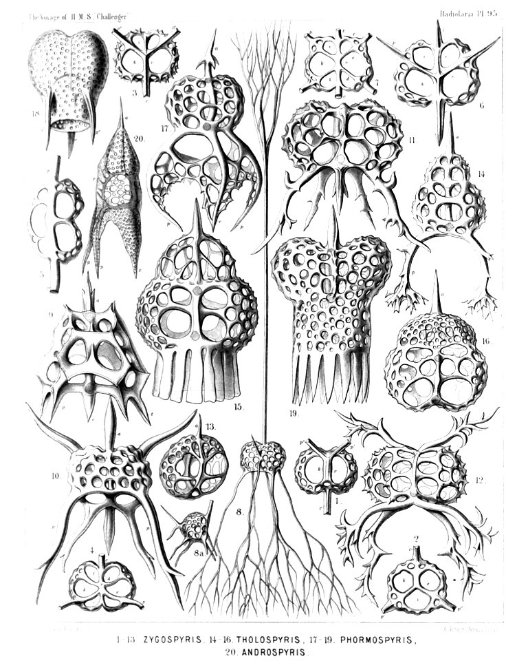 Radiolaria (Challenger) Plate 095