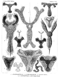 Radiolaria (Challenger) Plate 043
