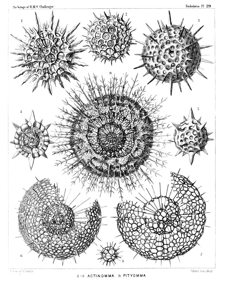 Radiolaria (Challenger) Plate 029