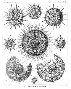 Radiolaria (Challenger) Plate 029