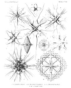 Radiolaria (Challenger) Plate 131