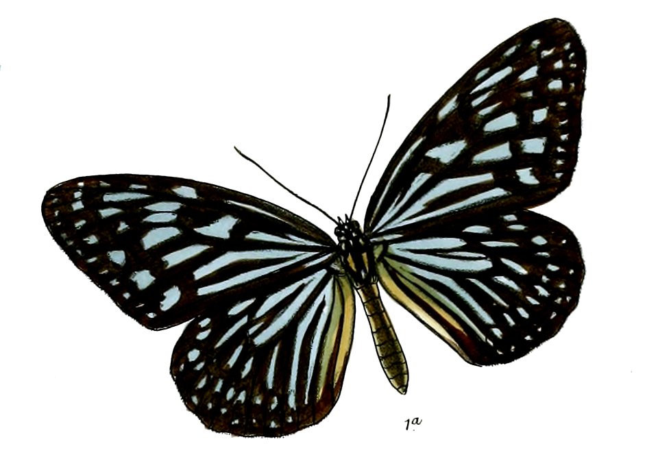 RadenaVulgarisF 5 1a