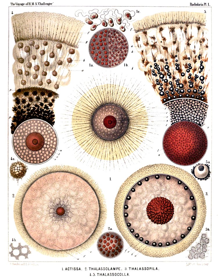Radiolaria (Challenger) Plate 001