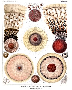Radiolaria (Challenger) Plate 001
