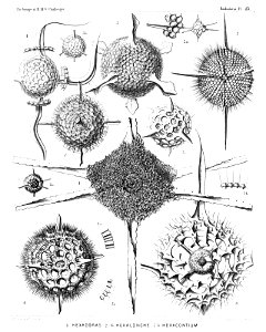 Radiolaria (Challenger) Plate 025