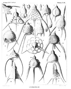 Radiolaria (Challenger) Plate 061