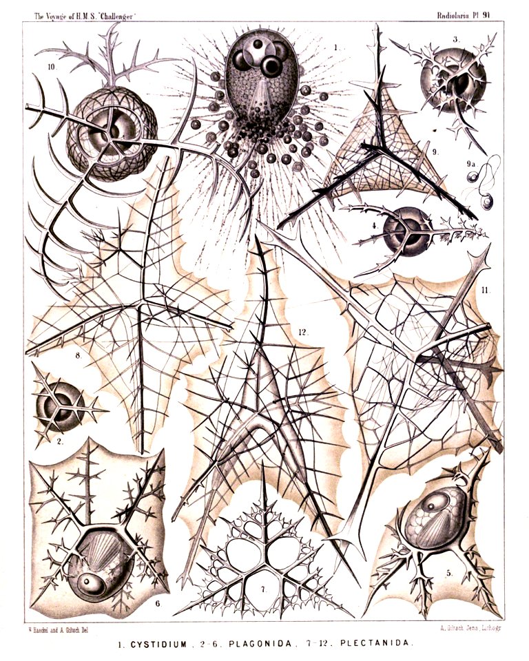 Radiolaria (Challenger) Plate 091