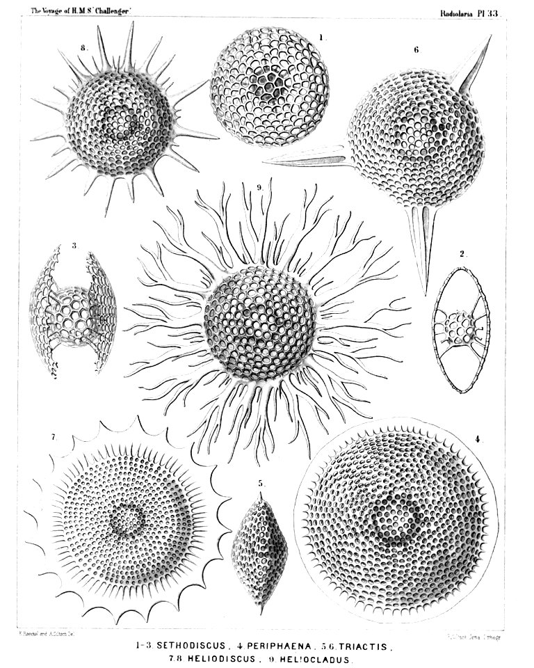 Radiolaria (Challenger) Plate 033