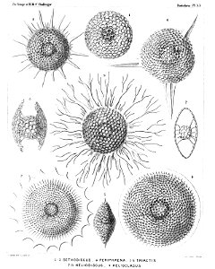 Radiolaria (Challenger) Plate 033