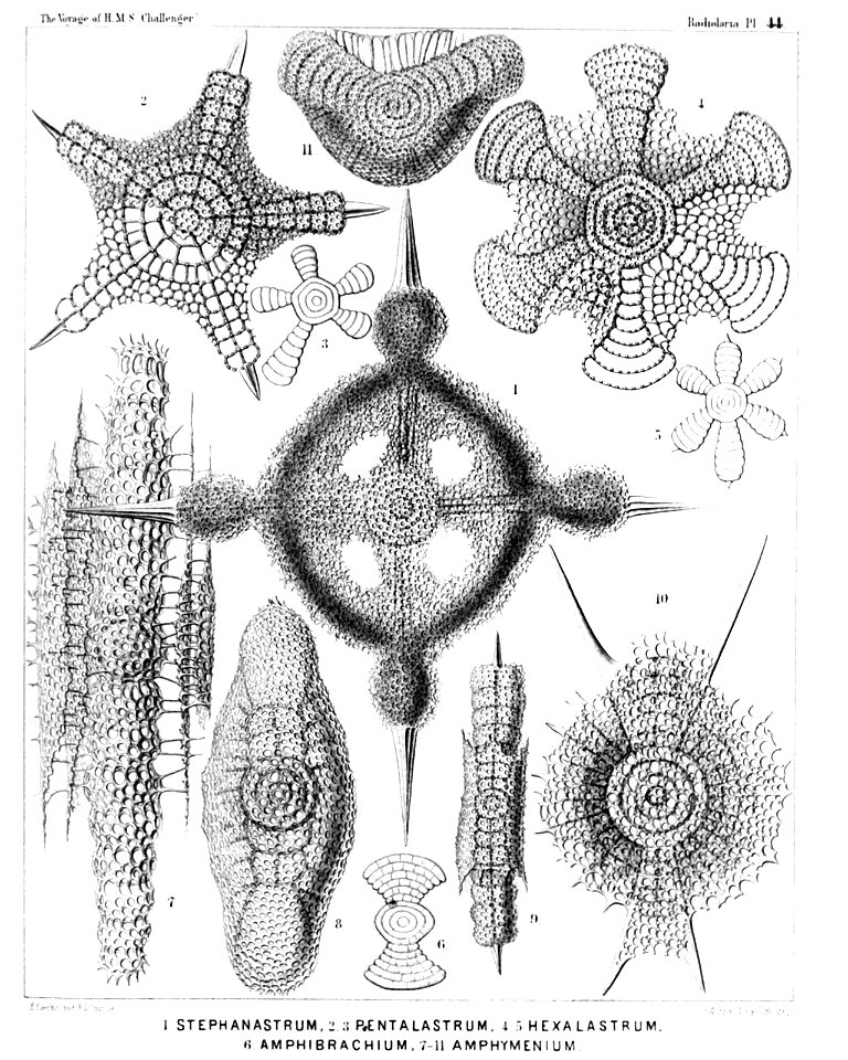 Radiolaria (Challenger) Plate 044